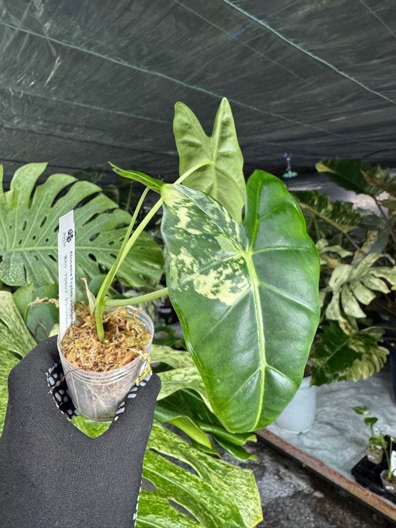 アロカシア グリーンベルベット 斑入り 2号（2寸ポリポット）【ビロードのような葉に映える美しい斑】