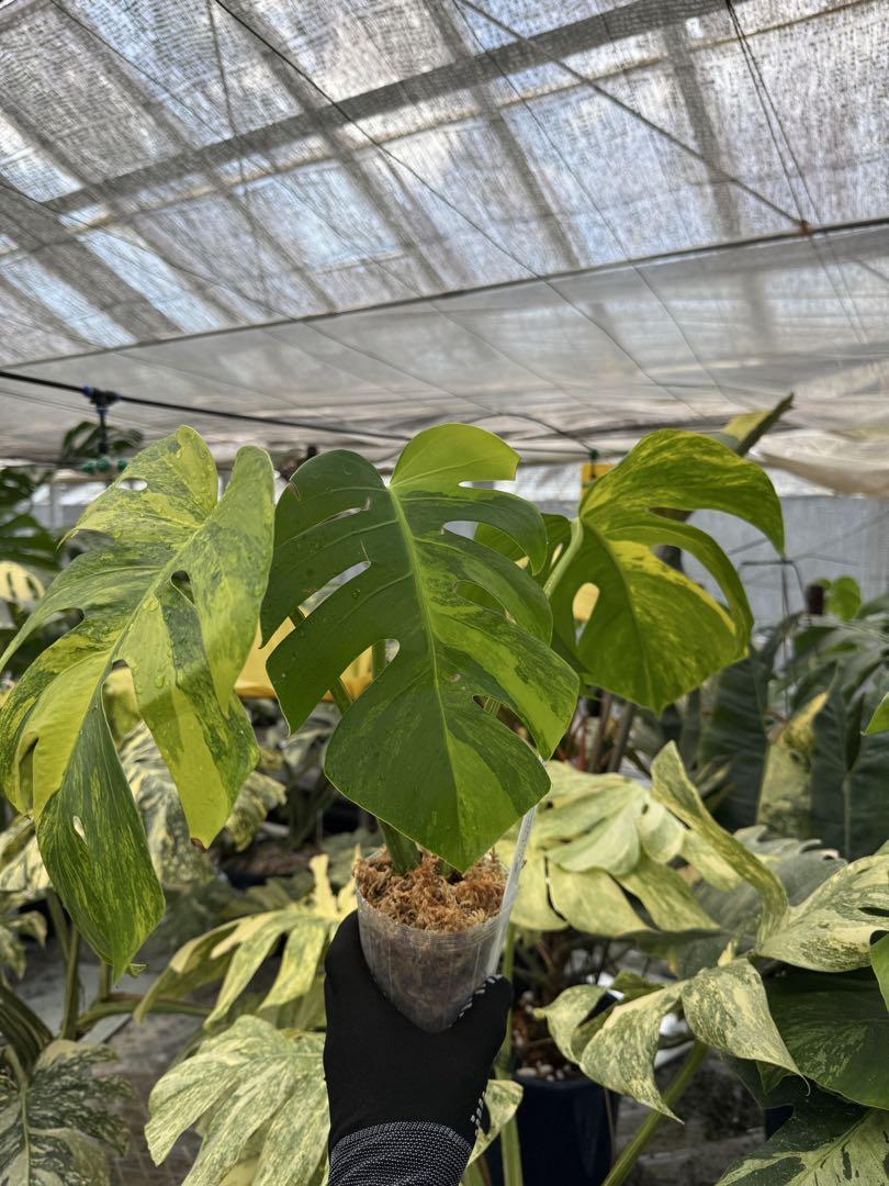 モンステラ ボルギシアナ オーレア 黄斑入り カット苗