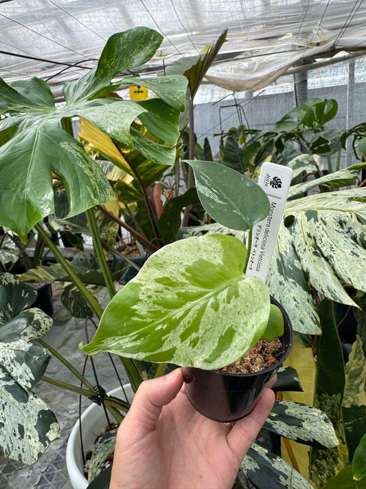 モンステラ　デリシオーサ　ベトシオーサ  健康株 2寸ポリポット