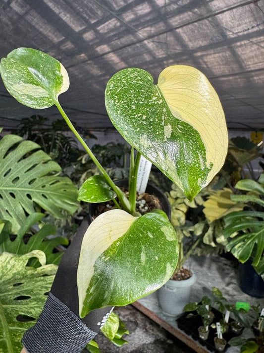 【厳選斑入り】モンステラ デリシオーサ タイコンステレーション 安定成長株 3号（3寸ポット）