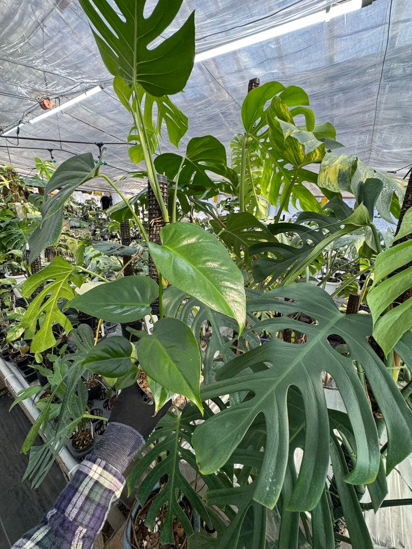 モンステラ シエラナ 斑入り 3号【個性的な葉姿と美しい斑が魅力】