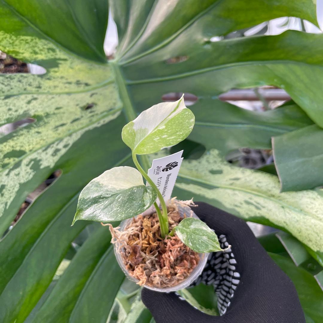 厳選斑入り】モンステラ デリシオーサ タイコンステレーション 希少種