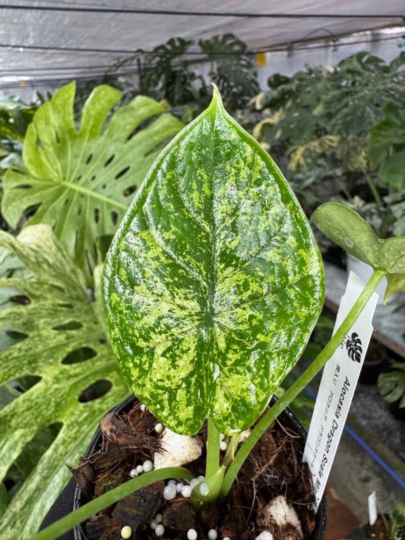 アロカシア ドラゴンスケール ミント 2号 斑入り【神秘的なミント斑が