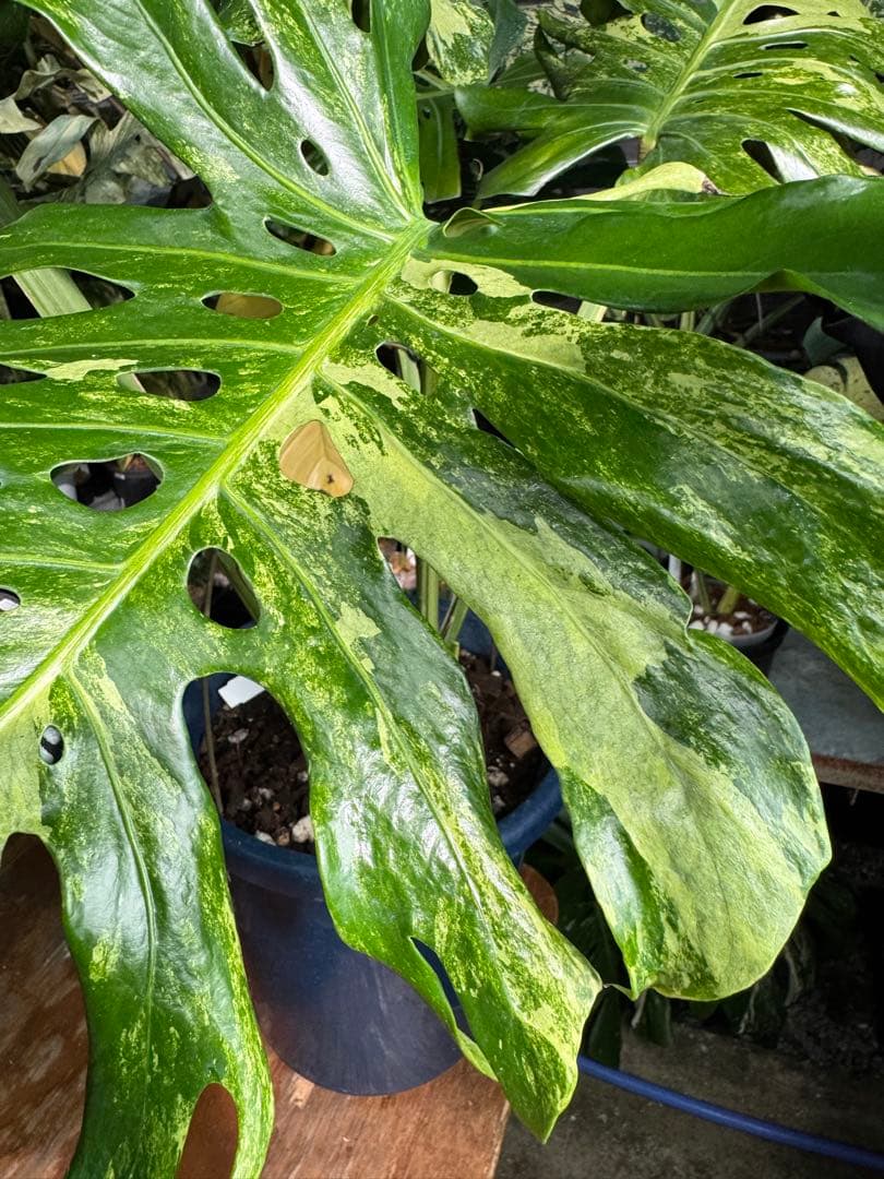 モンステラ デリシオーサ 'オシャンミント' マスターピース