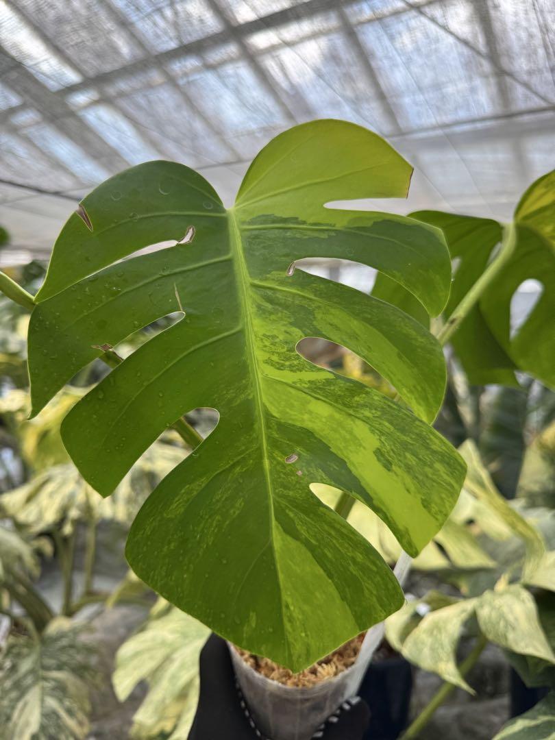 いかくん　モンステラ ボルシギアナ 黄斑 オーレア 4株入　カット株 モンステラ ボルシギアナ オーレア(黄斑)【1008】 | PROTOLEAF