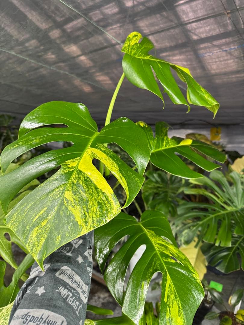 モンステラ　ボルギシアナ　オーレア　黄斑入り　カット苗