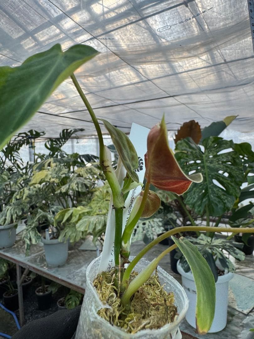 フィロデンドロン ベルコーサム アマゾンサンセット 2号【夕焼けのような発色が美しい希少種】