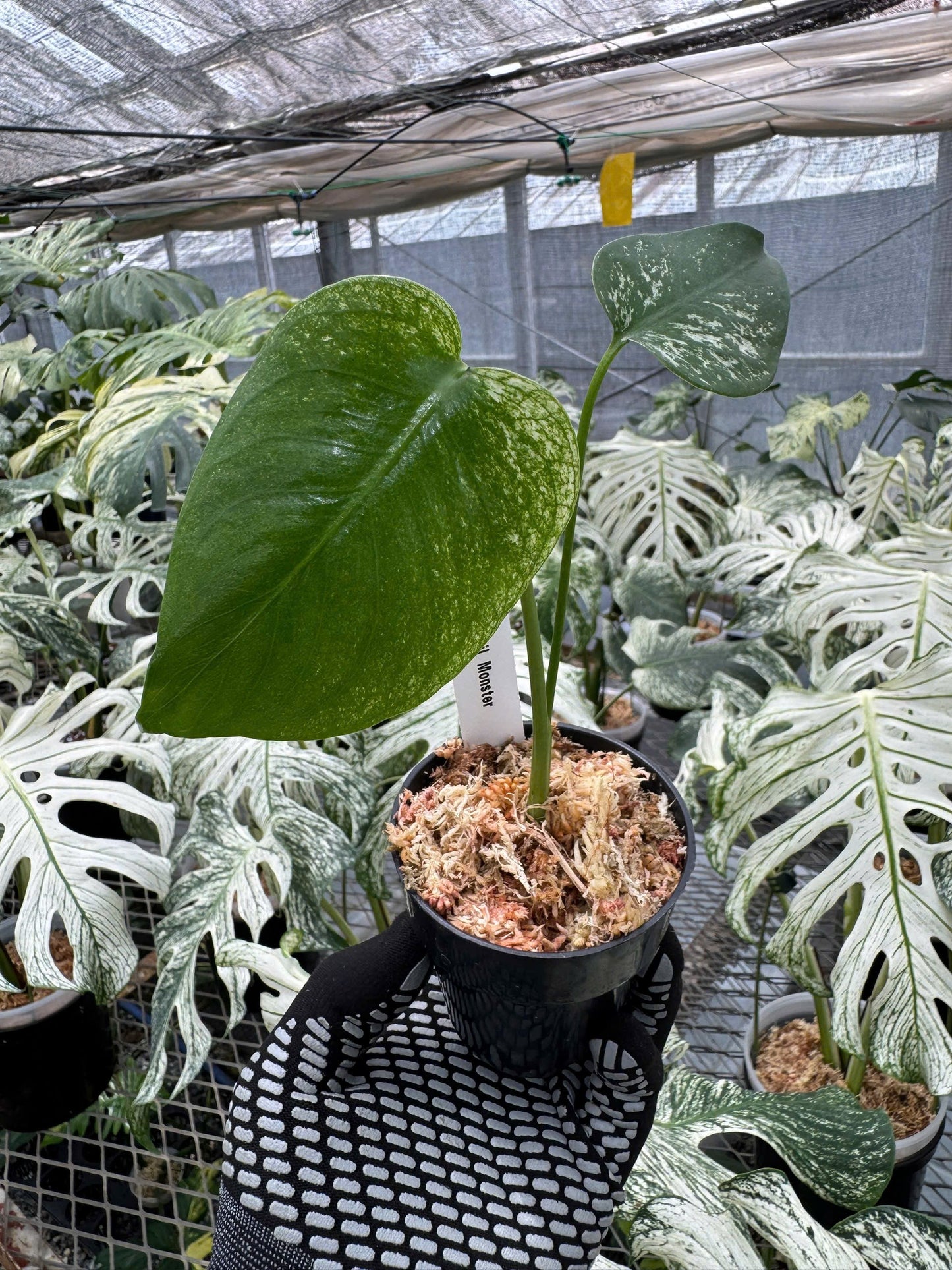 モンステラ デビルモンスター 極希少・珍奇植物