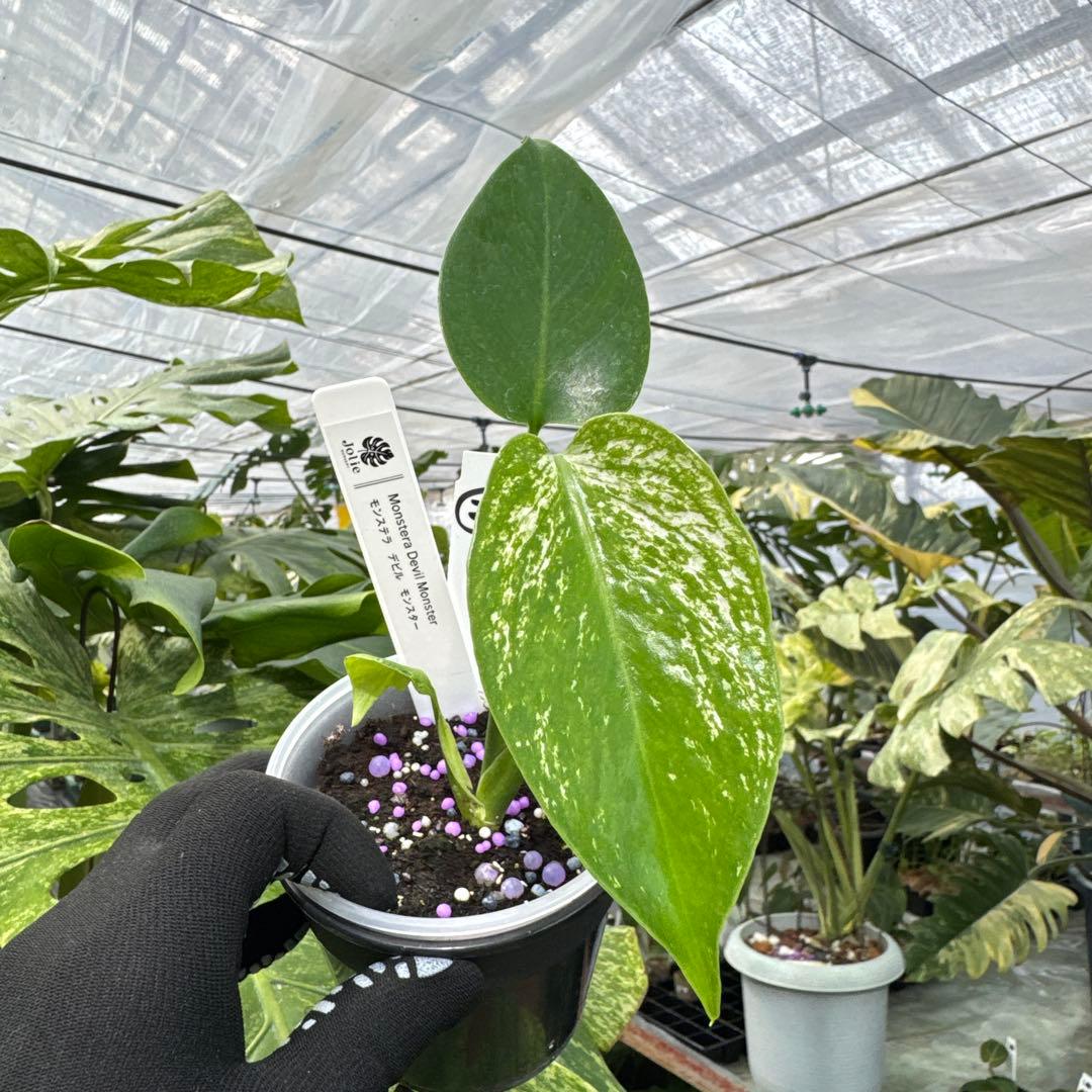 モンステラ デビルモンスター 極希少・珍奇植物
