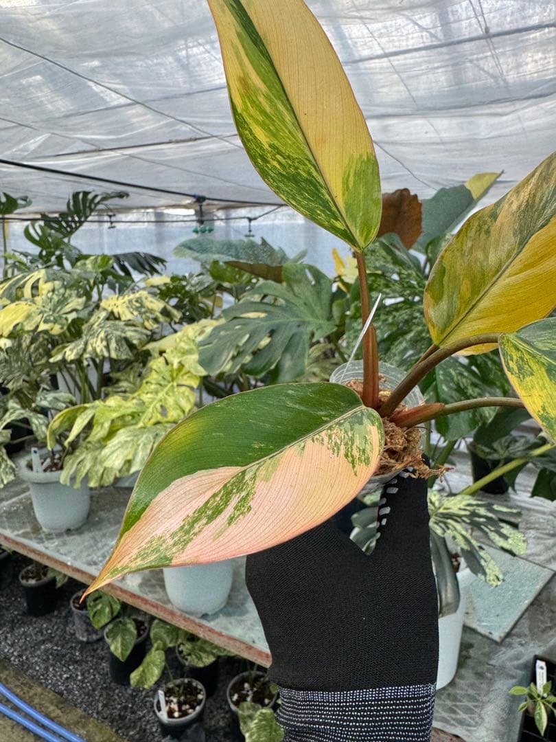 フィロデンドロン レッドコンゴ 2号【艶やかな赤葉が美しい人気種】