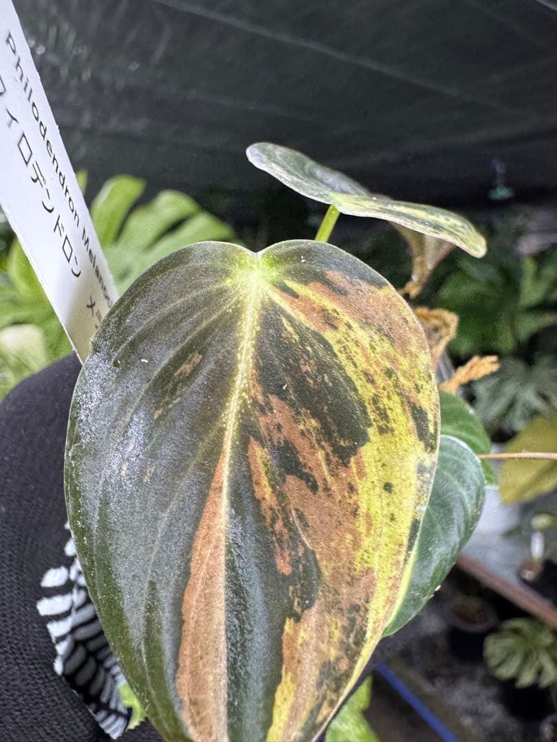 フィロデンドロン　メラノクリサム　斑入り　2寸ポリポット