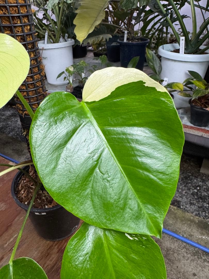 モンステラ　セブブルー　ミント　鉢モスポール付き