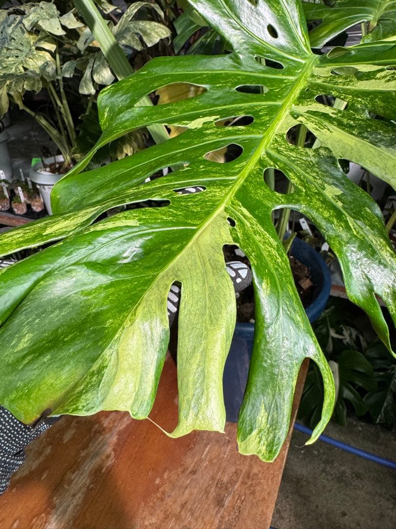 モンステラ デリシオーサ 'オシャンミント' マスターピース