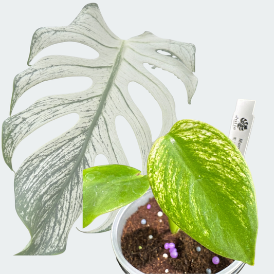 モンステラ デビルモンスター 極希少・珍奇植物
