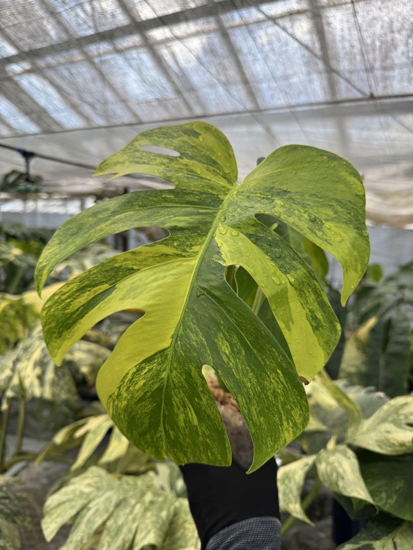 モンステラ　ボルシギアナ　オーレア　黄斑　斑入モンステラ　カット苗　ハーフムーン モンステラ ボルギシアナ オーレア 黄斑入り 鉢モスポール付き