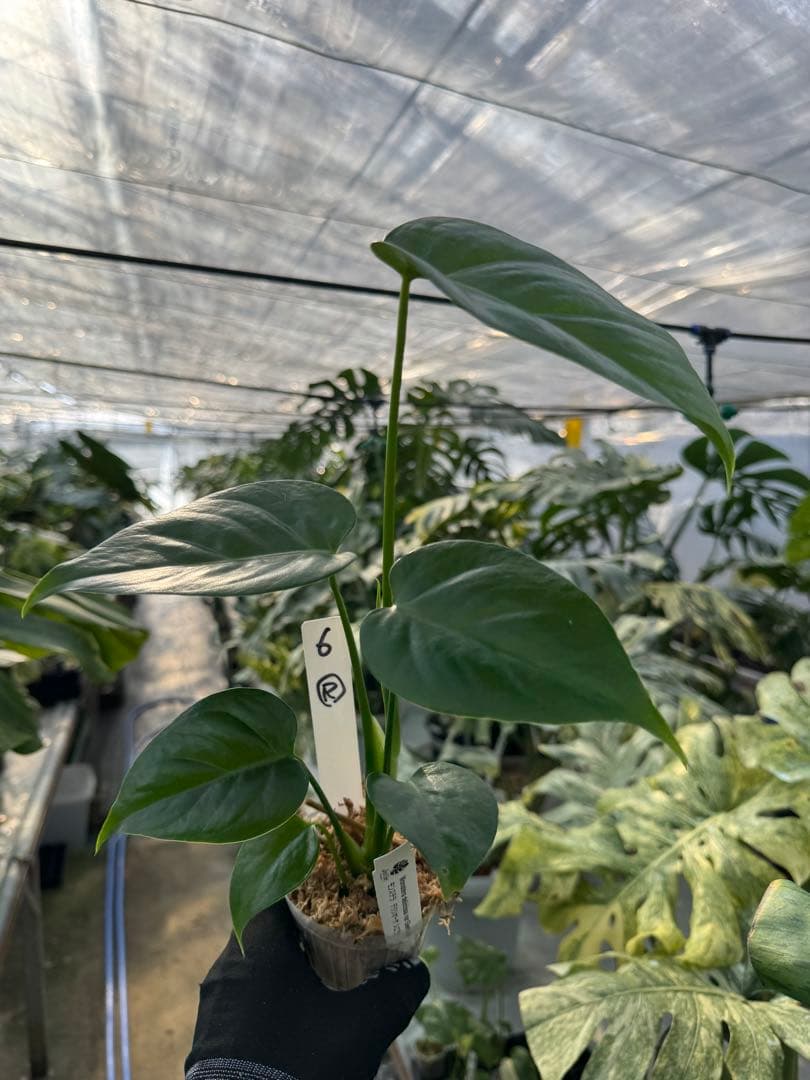 モンステラ シエラナ 斑入り 3号【個性的な葉姿と美しい斑が魅力】