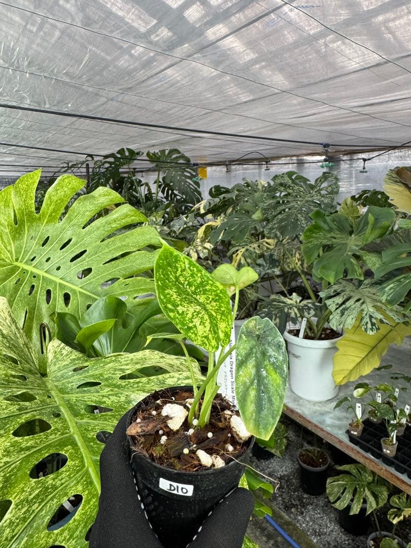 アロカシア ドラゴンスケール ミント 2号 斑入り【神秘的なミント斑が