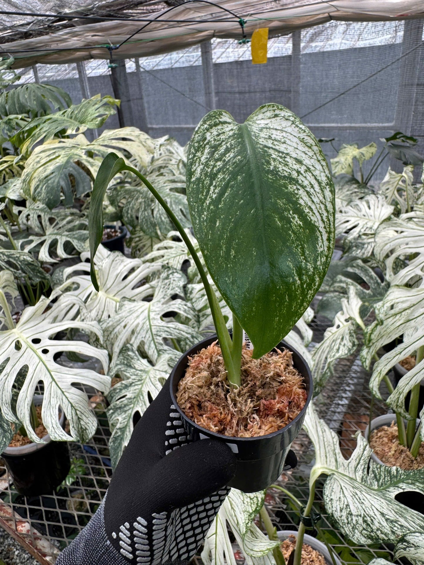 モンステラ デビルモンスター 極希少・珍奇植物