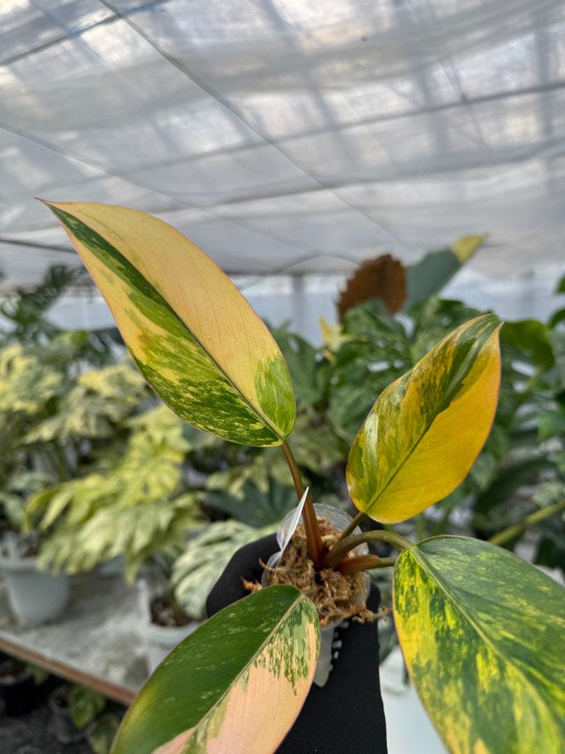 フィロデンドロン レッドコンゴ 2号【艶やかな赤葉が美しい人気種】