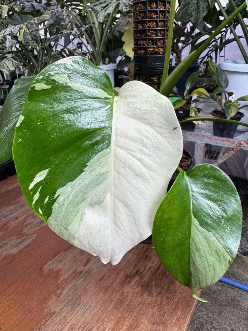 モンステラ　セブブルー　ミント　鉢モスポール付き