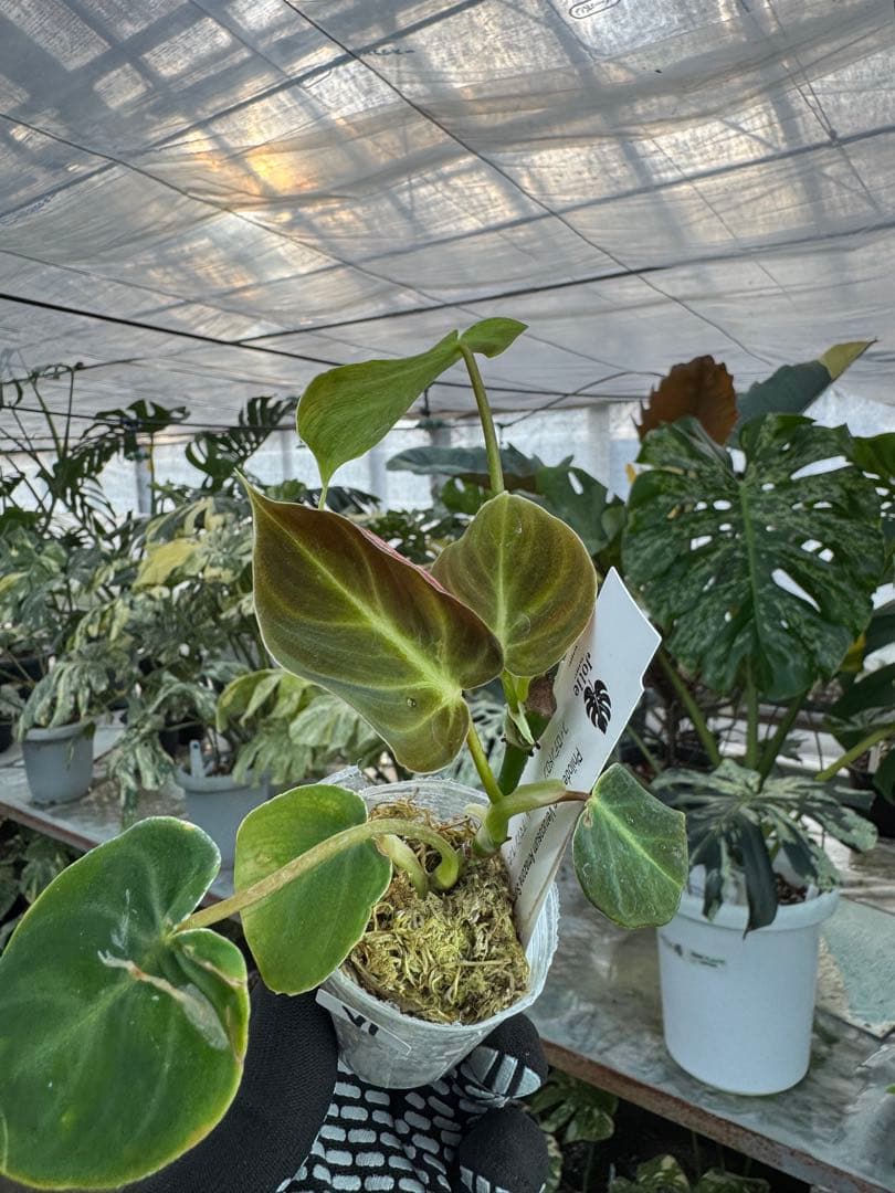 フィロデンドロン ベルコーサム アマゾンサンセット 2号【夕焼けのような発色が美しい希少種】