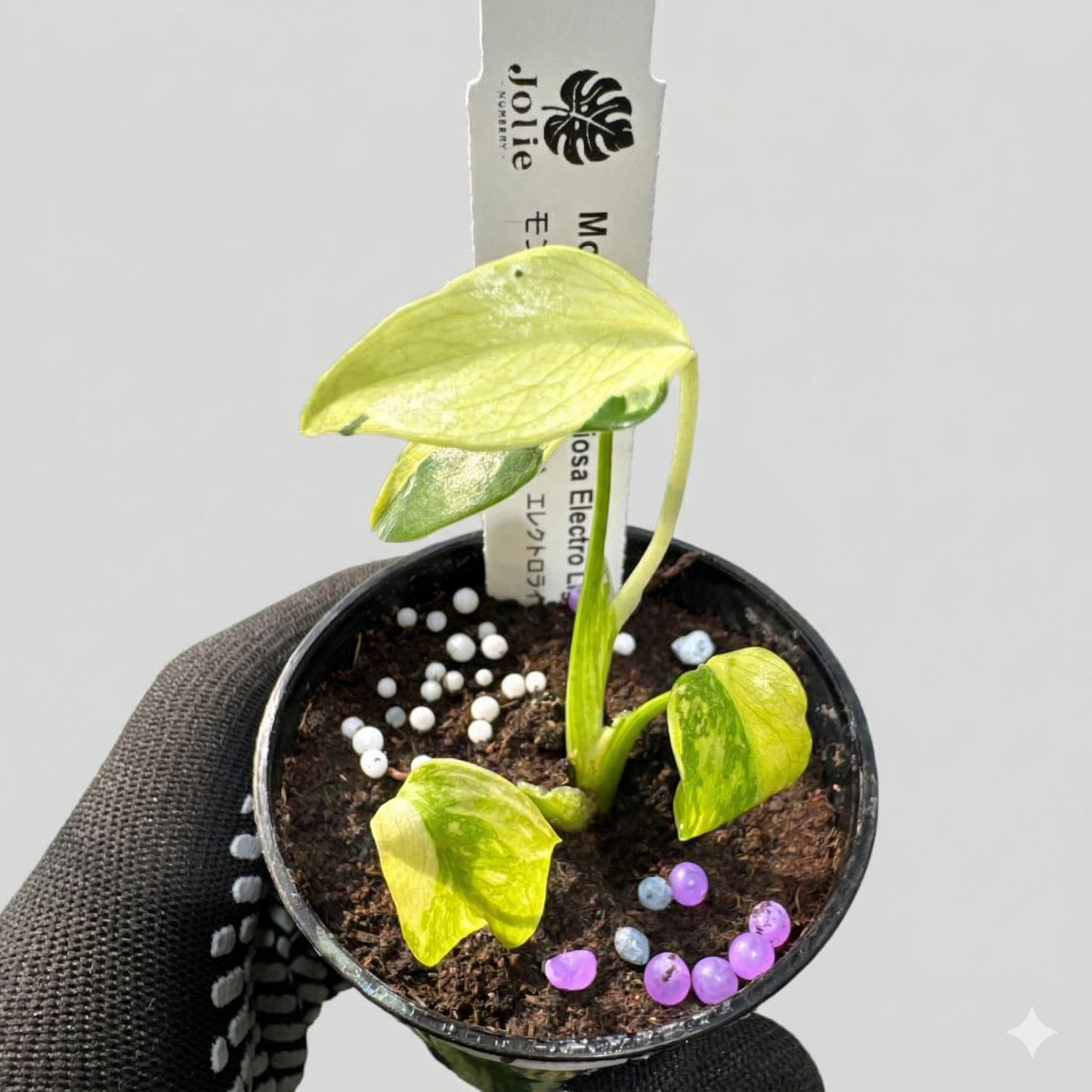 モンステラ エレクトロライト 美斑入り株 2号【鮮やかな斑が際立つ希少個体】