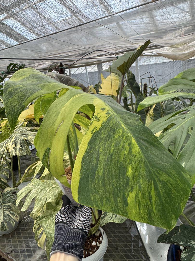 モンステラ ボルギシアナ オーレア 黄斑入り カット苗