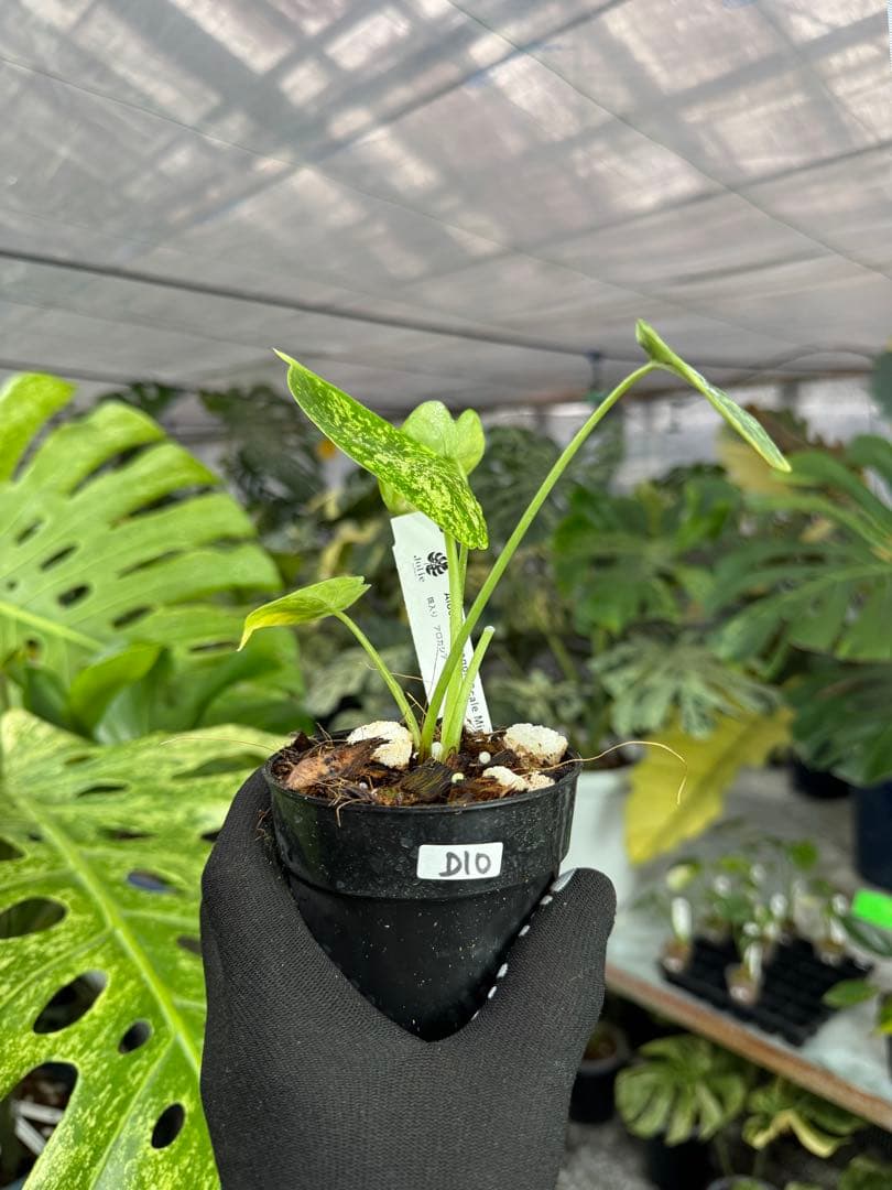 アロカシア ドラゴンスケール ミント 2号 斑入り【神秘的なミント斑が