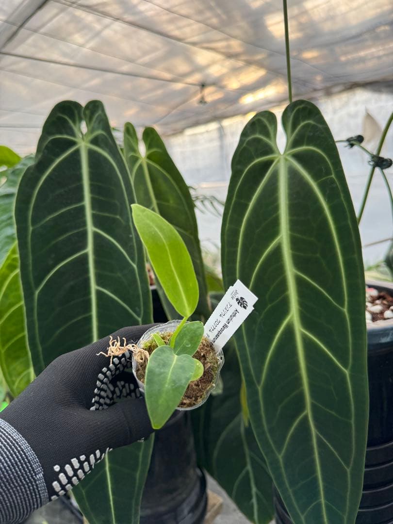 アンスリウム ワロケアナム レギュラーダークフォーム 2号（2寸ポリポット）【深みのあるダーク葉が美しい】