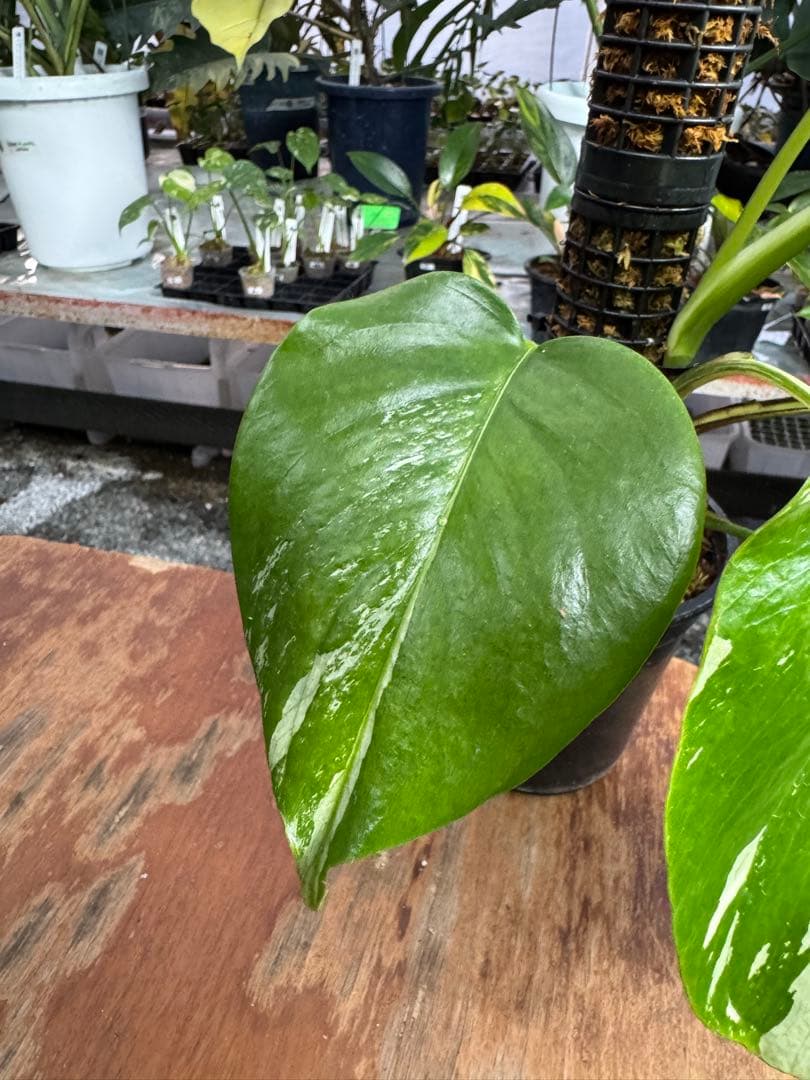 モンステラ　セブブルー　ミント　鉢モスポール付き