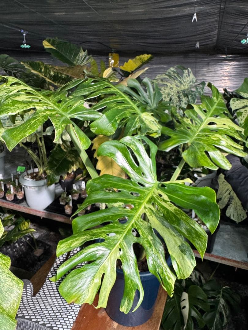 モンステラ デリシオーサ 'オシャンミント' マスターピース