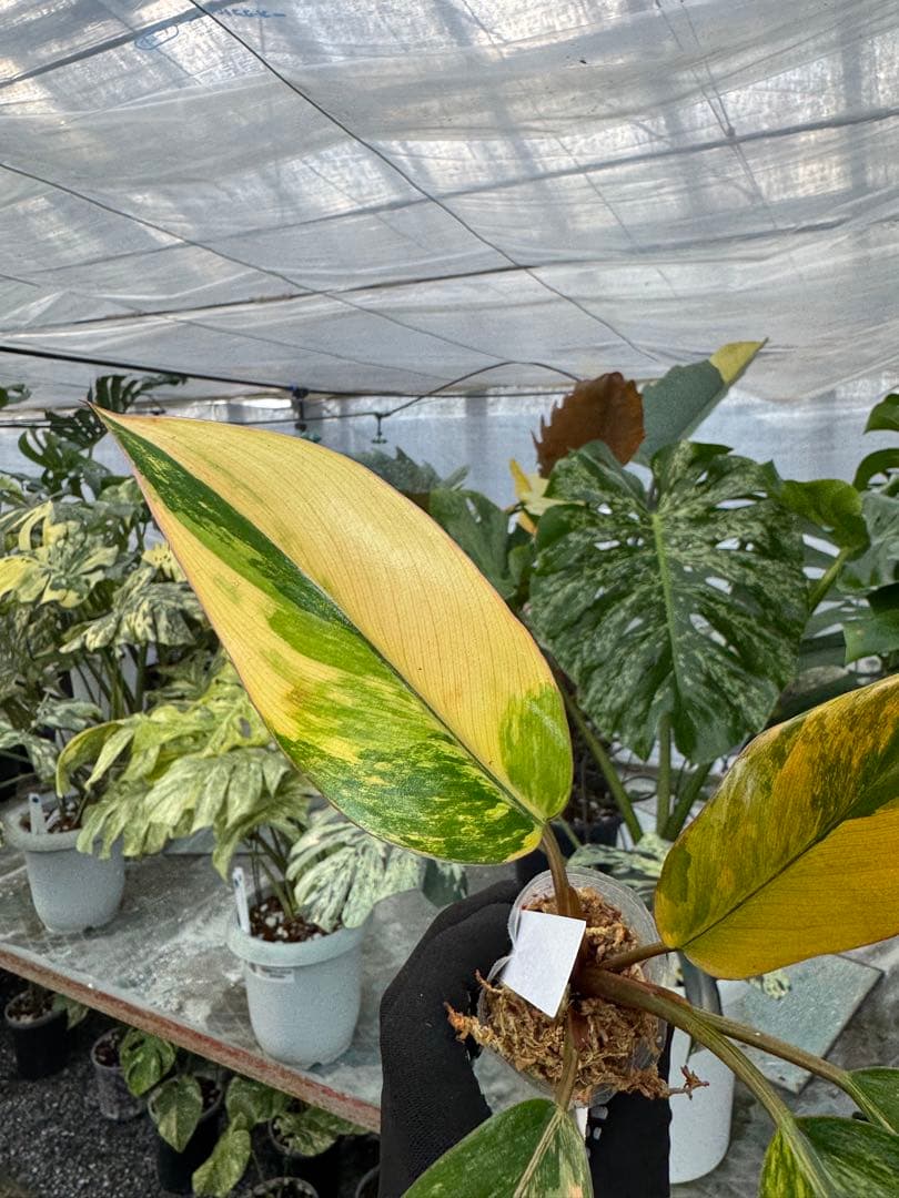 フィロデンドロン レッドコンゴ 2号【艶やかな赤葉が美しい人気種