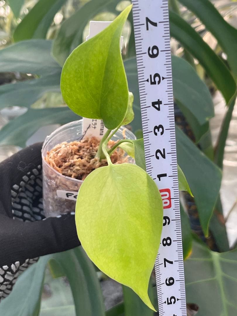 モンステラ シエラナ｜2号（2寸ポリポット） 極希少 特選個体 観葉植物