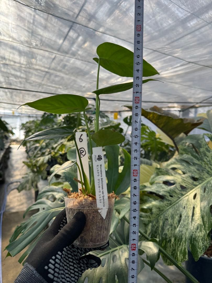 モンステラ シエラナ 斑入り 3号【個性的な葉姿と美しい斑が魅力】