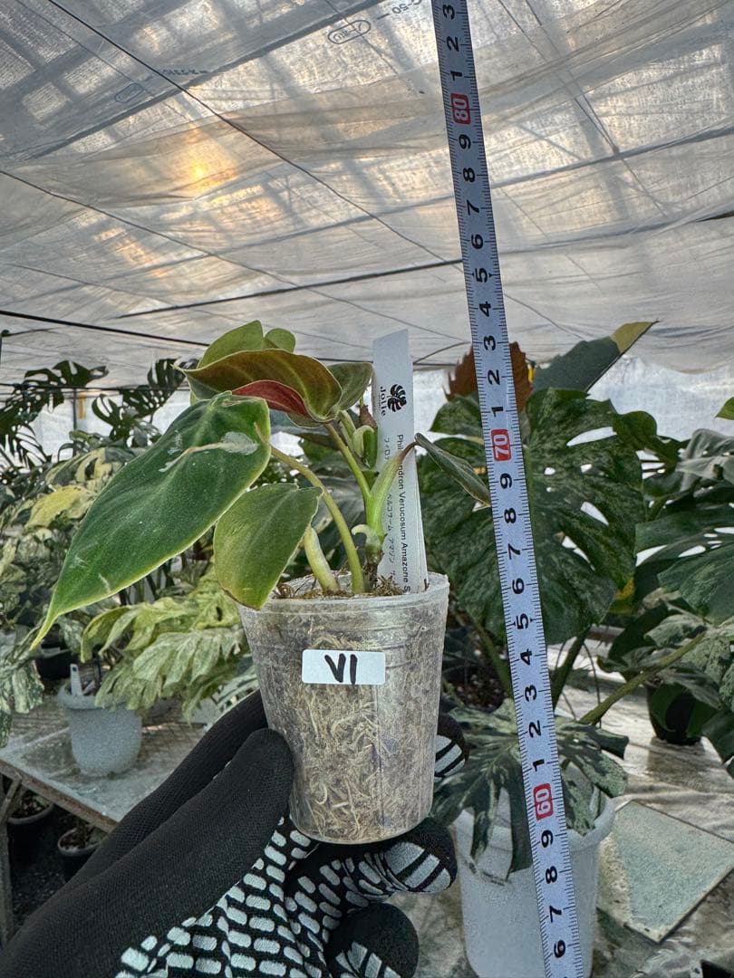 フィロデンドロン ベルコーサム アマゾンサンセット 2号【夕焼けのような発色が美しい希少種】