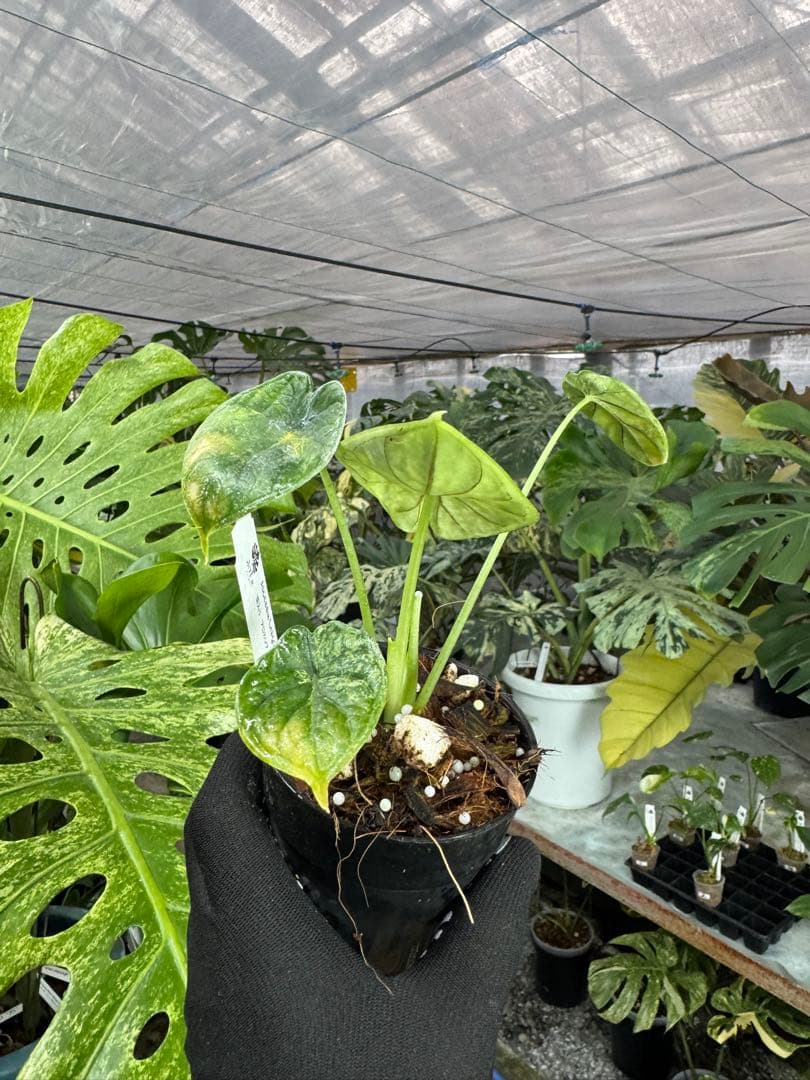 アロカシア ドラゴンスケール ミント 2号 斑入り【神秘的なミント斑が