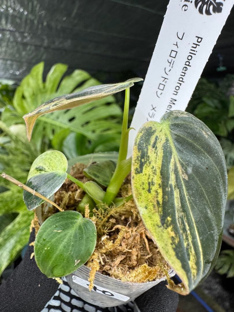 フィロデンドロン　メラノクリサム　斑入り　2寸ポリポット