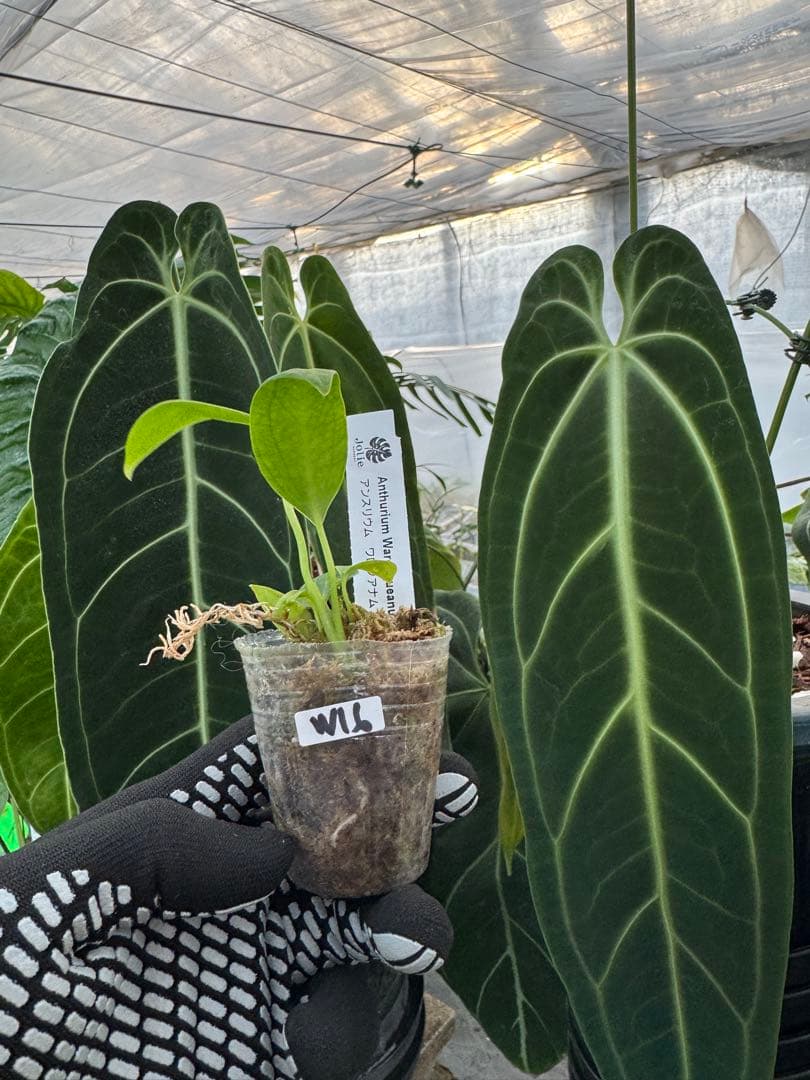 アンスリウム ワロケアナム レギュラーダークフォーム | 2号（2寸