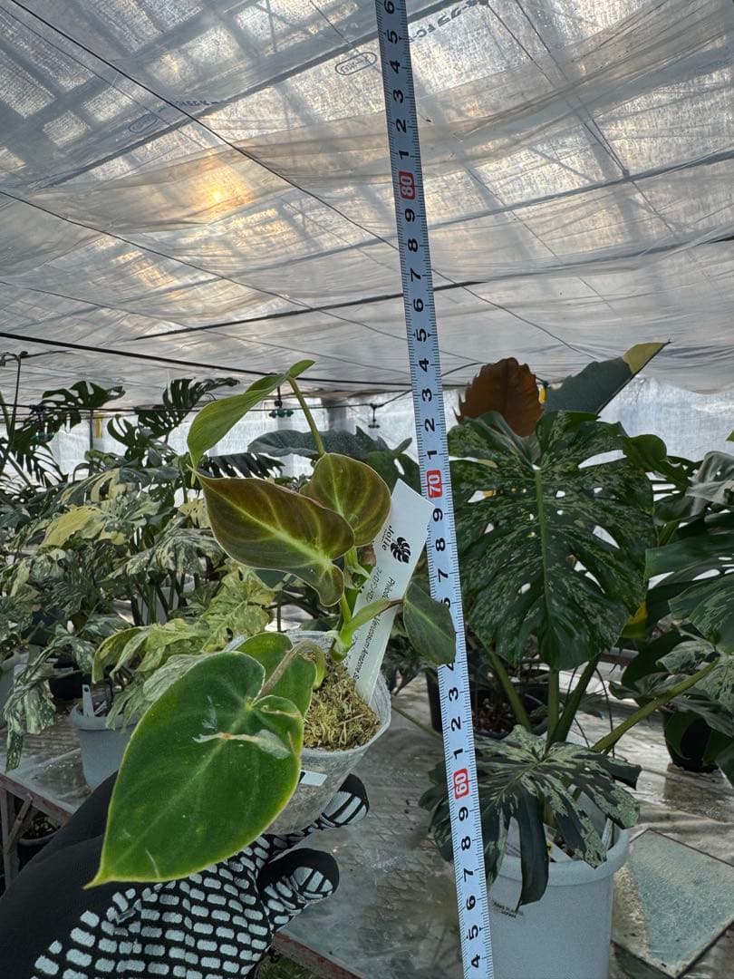 フィロデンドロン ベルコーサム アマゾンサンセット 2号【夕焼けのような発色が美しい希少種】