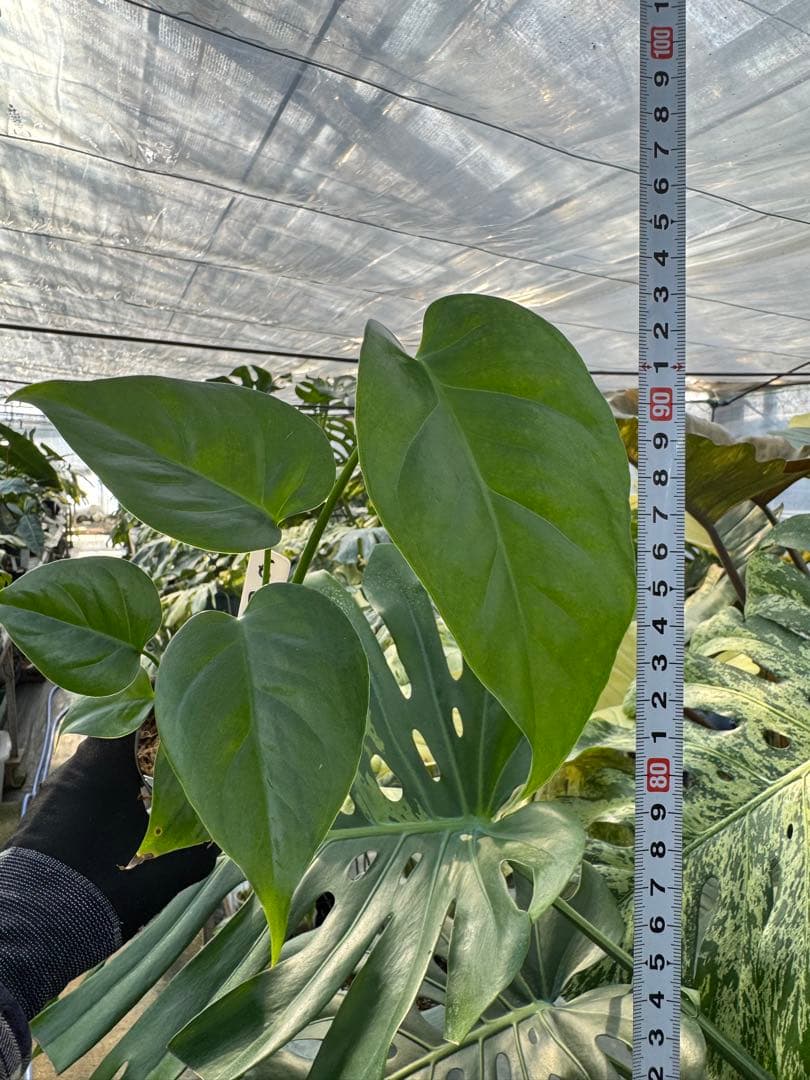 モンステラ シエラナ 斑入り 3号【個性的な葉姿と美しい斑が魅力】