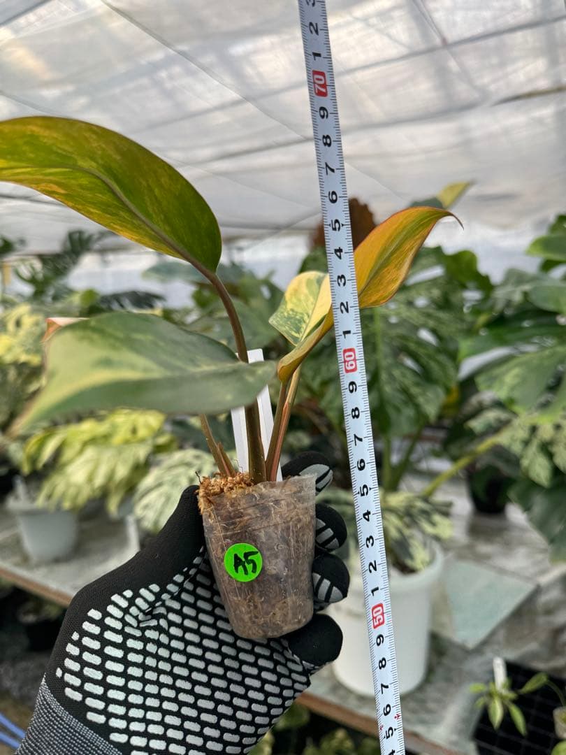 フィロデンドロン レッドコンゴ 2号【艶やかな赤葉が美しい人気種