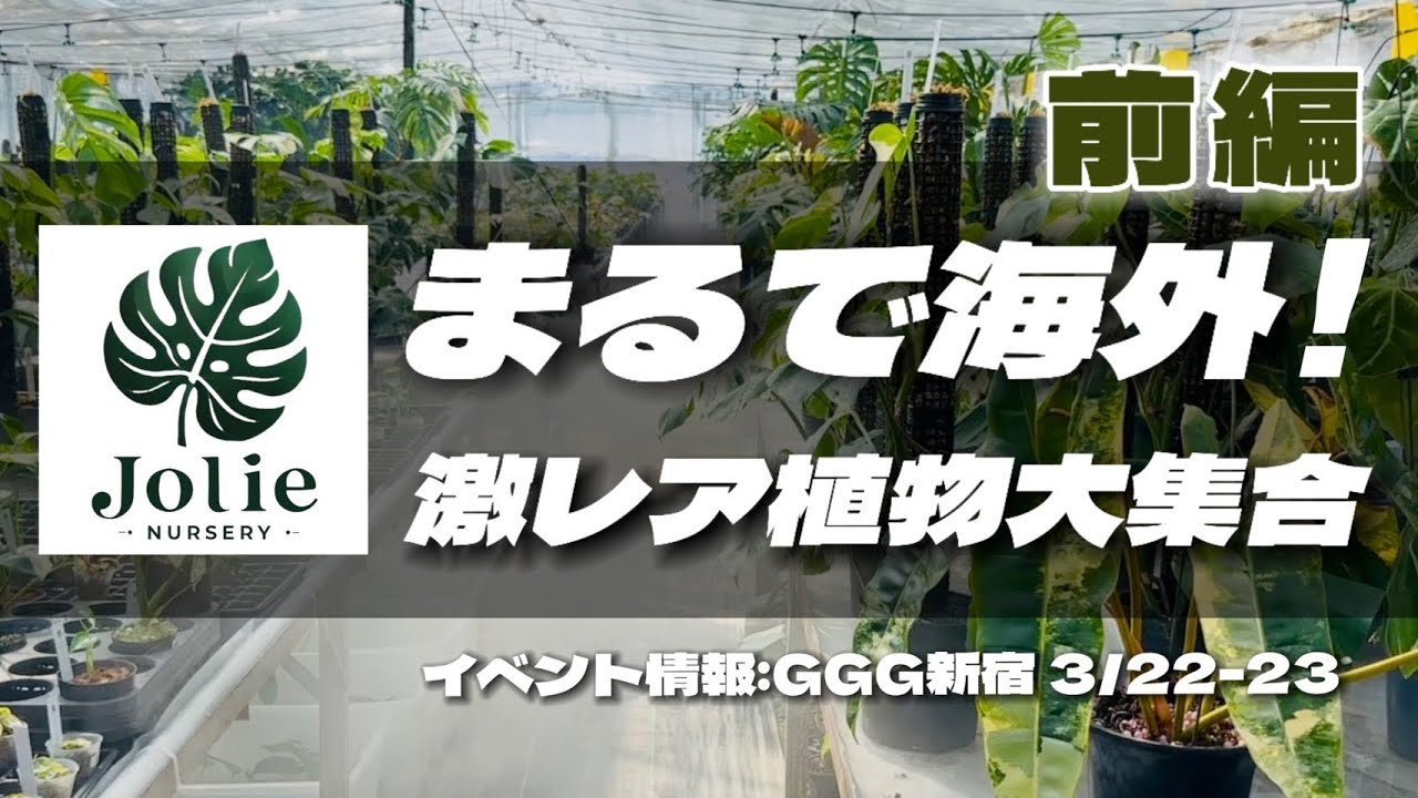 モンステラ デリシオーサ ホワイトモンスター 天津蘭 – JolieNursery