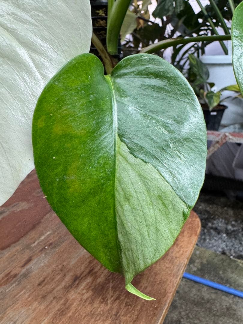 モンステラ　セブブルー　ミント　鉢モスポール付き