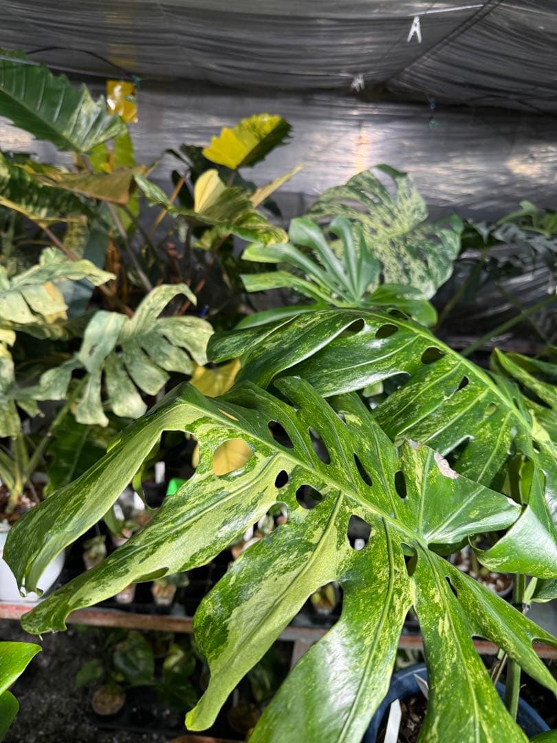 モンステラ デリシオーサ 'オシャンミント' マスターピース