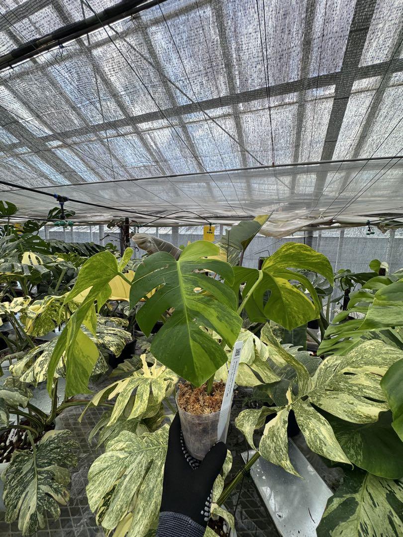 モンステラ　ボルギシアナ　オーレア　黄斑入り　鉢モスポール付き モンステラ ボルギシアナ オーレア 黄斑入り 鉢モスポール付き