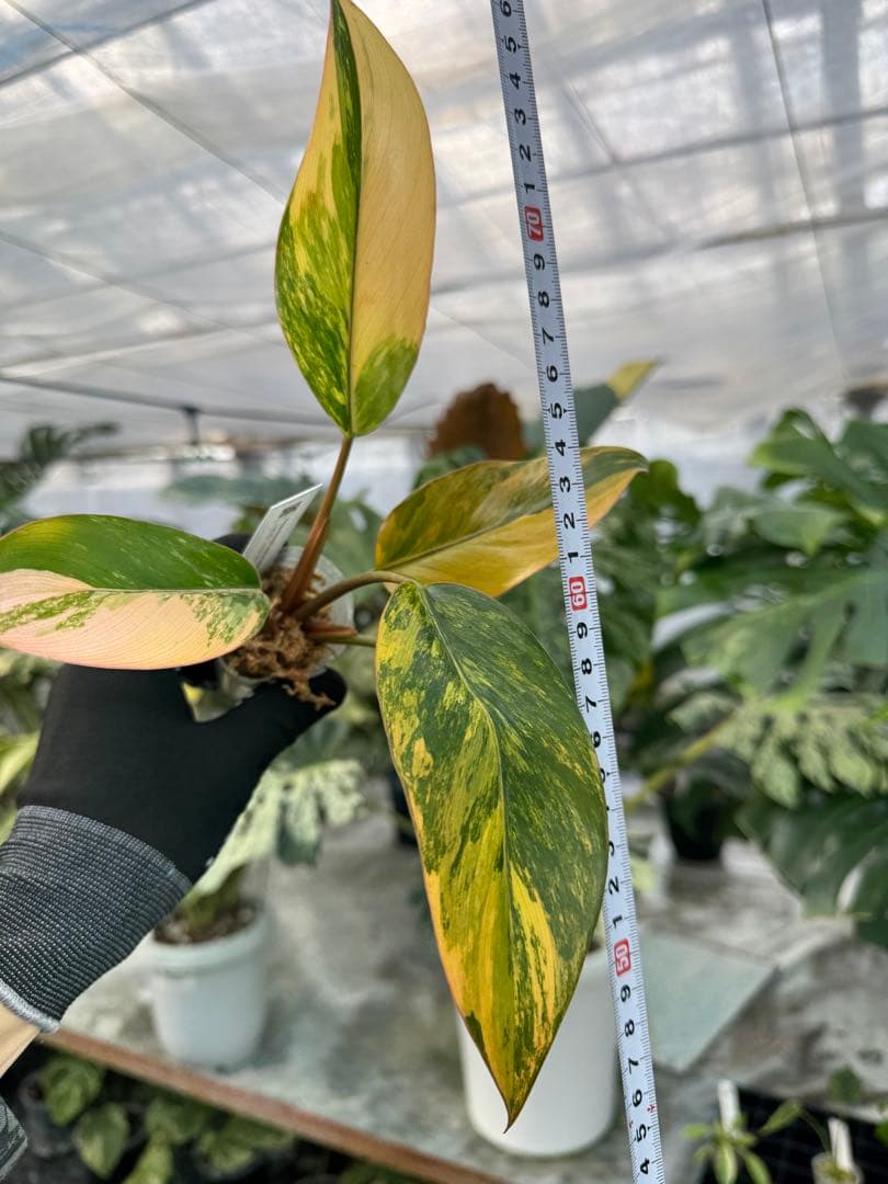 フィロデンドロン レッドコンゴ 2号【艶やかな赤葉が美しい人気種】