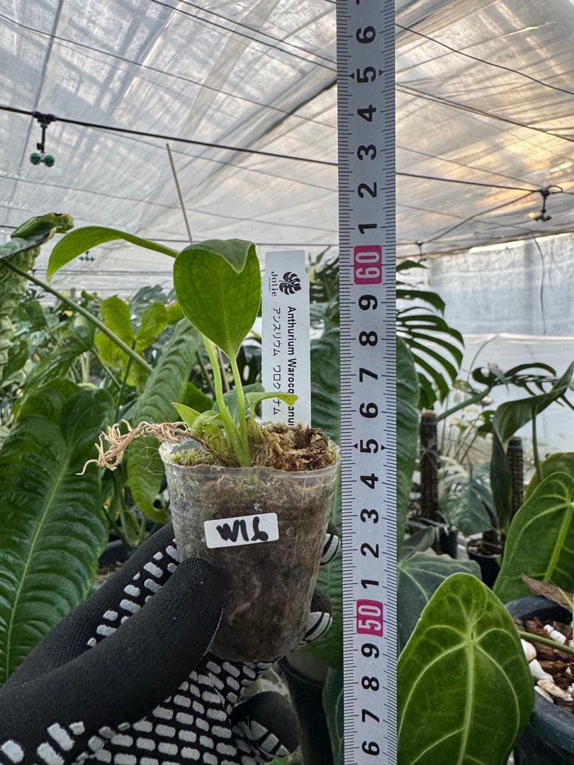 アンスリウム ワロケアナム レギュラーダークフォーム 2号（2寸ポリポット）【深みのあるダーク葉が美しい】