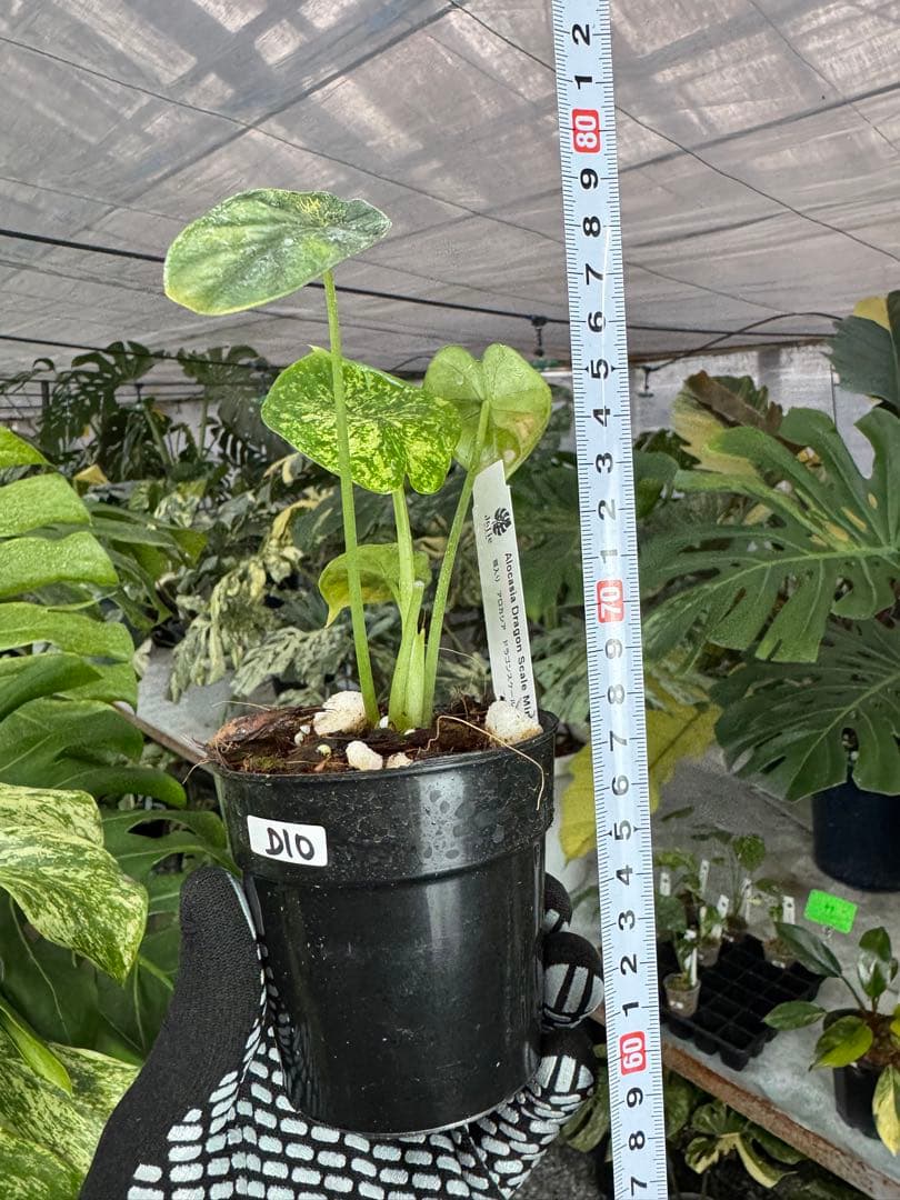 アロカシア ドラゴンスケール ミント 2号 斑入り【神秘的なミント斑が