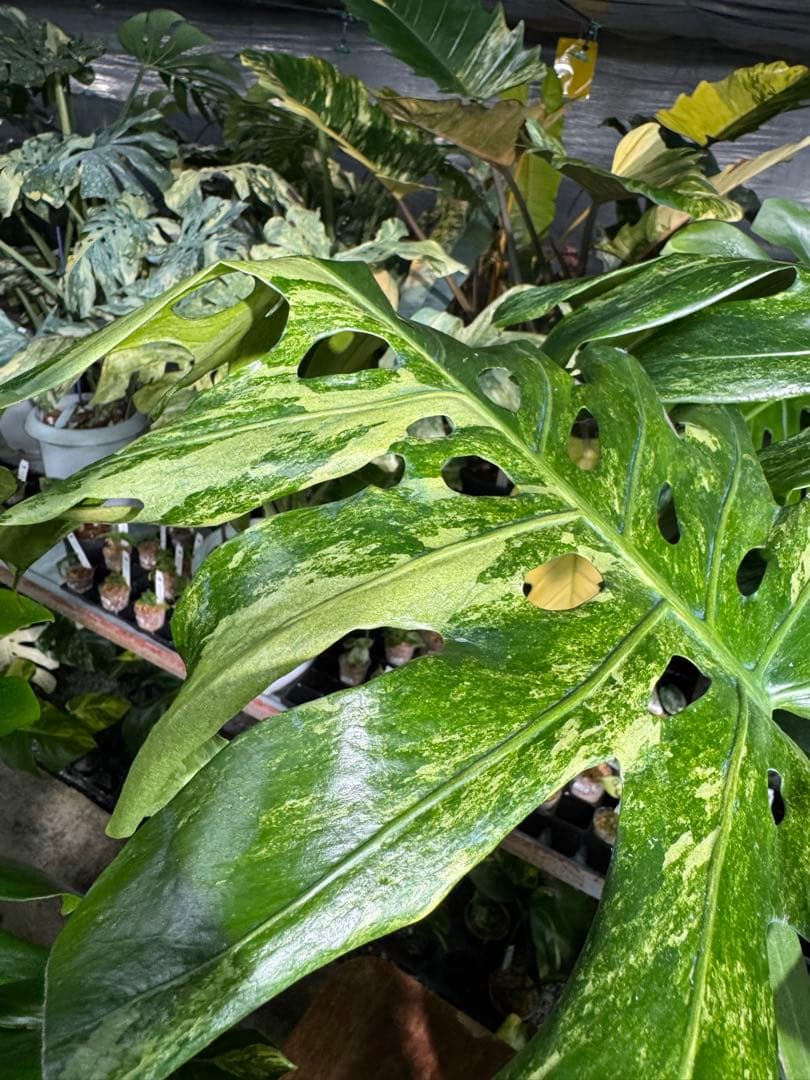 モンステラ デリシオーサ 'オシャンミント' マスターピース