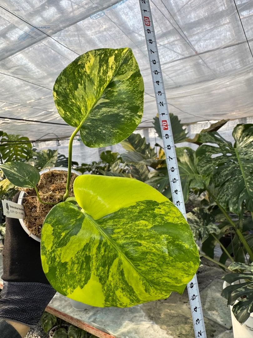 本日限定セール イエローマリリン／イエローモンスター ＋ アロカシア